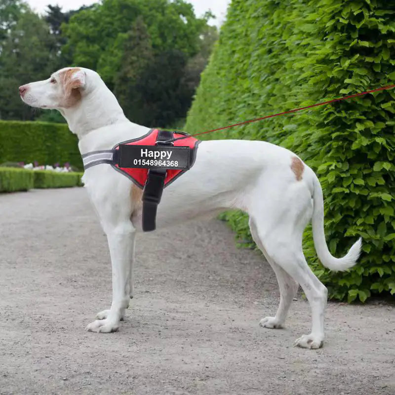 Pet Leash Strap